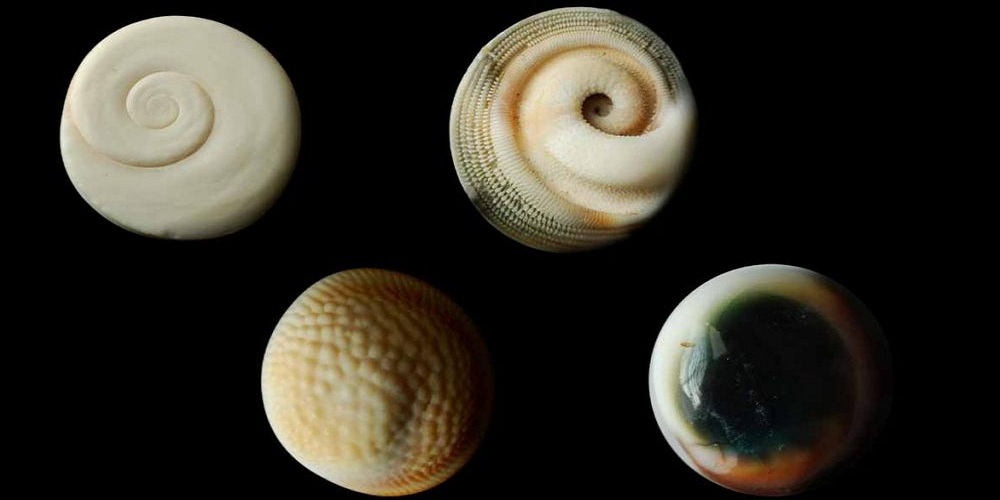 What Are Operculum And Function Of Operculum Shells In Different Organism?