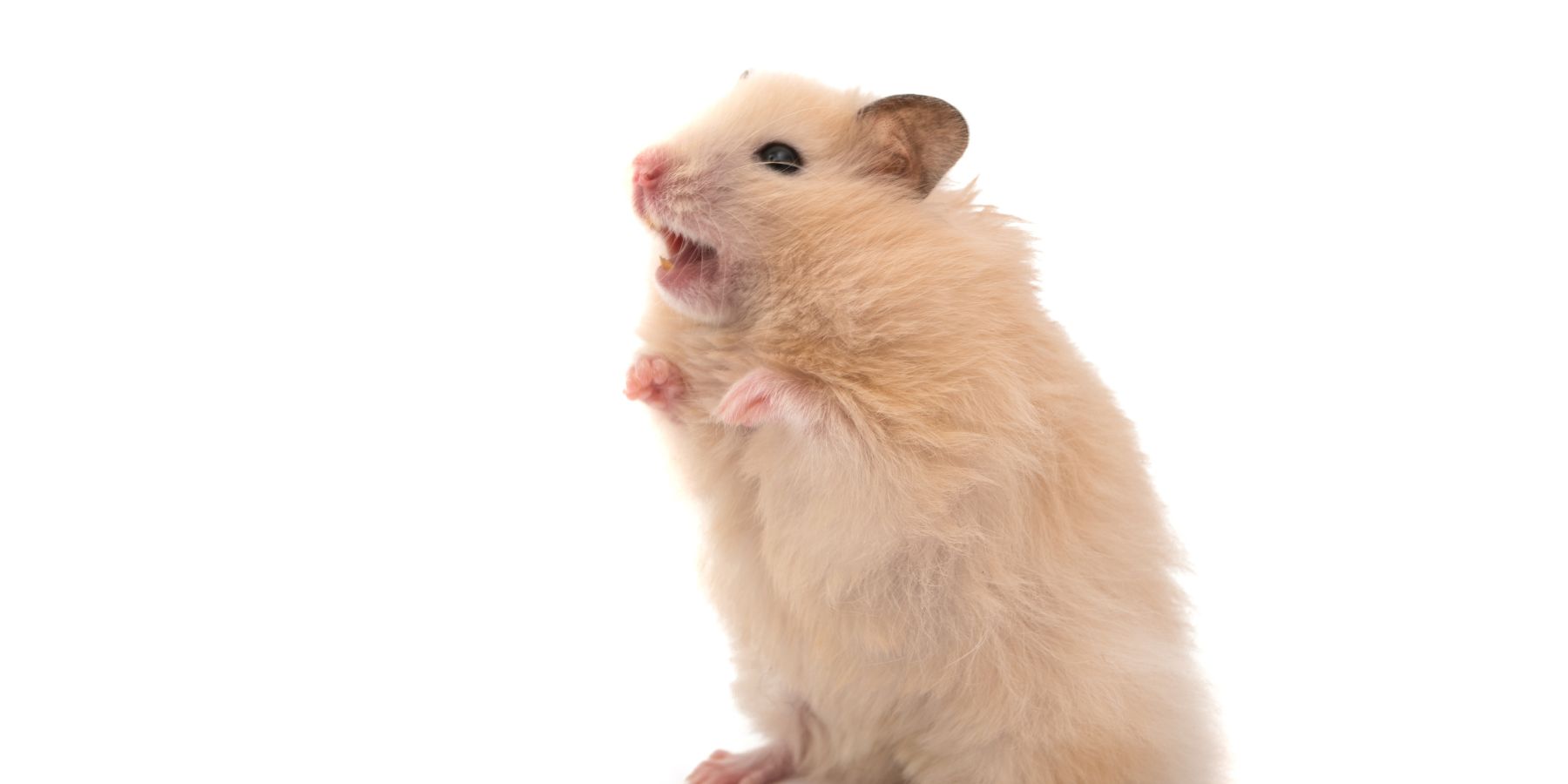 The Dos and Don’ts of Hamster Feeding